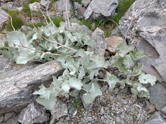 Adenostyles leucophylla