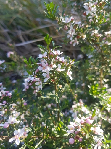 Cyanothamnus anemonifolius, photograph 6