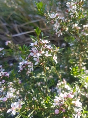 Cyanothamnus anemonifolius, photograph Yoav Daniel Bar-Ness, CC BY, iNaturalist via GBIF