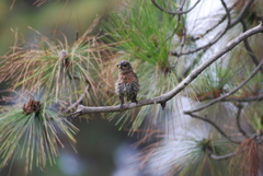 Sialia mexicana