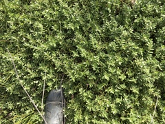 Veronica chathamica