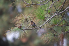 Sialia mexicana