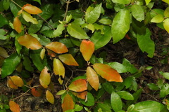 Croton cascarilloides