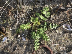 Apium prostratum denticulatum