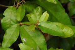 Croton cascarilloides