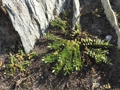 Veronica chathamica