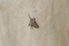 Microcentrus perditus