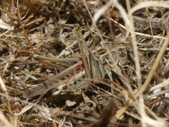 Platycleis affinis
