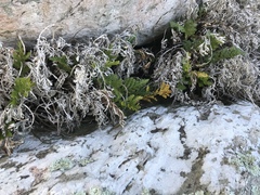 Asplenium chathamense