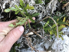 Asplenium chathamense