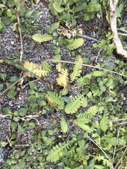 Leptinella potentillina