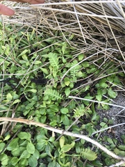Leptinella potentillina