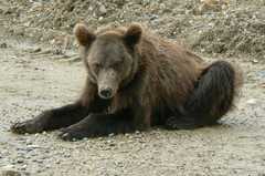 Ursus arctos lasiotus