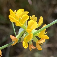 Acmispon dendroideus