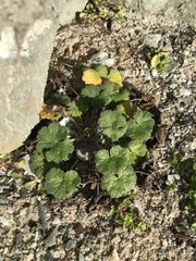 Geranium traversii