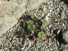 Geranium traversii