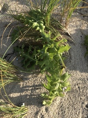 Sonchus grandifolius