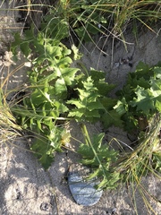 Sonchus grandifolius