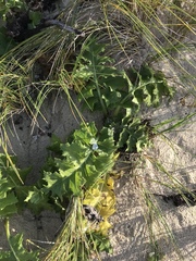 Sonchus grandifolius