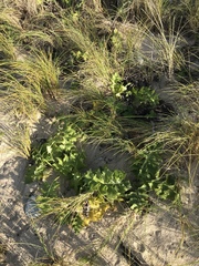 Sonchus grandifolius