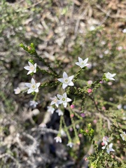 Philotheca angustifolia