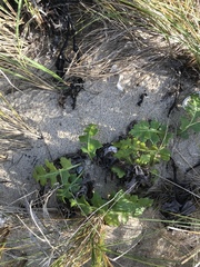 Sonchus grandifolius
