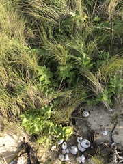 Sonchus grandifolius