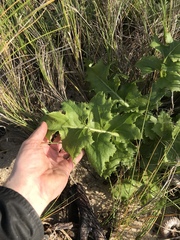 Sonchus grandifolius