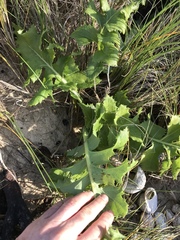 Sonchus grandifolius
