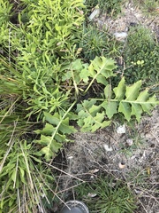 Sonchus grandifolius