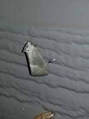 Plagiomimicus spumosum