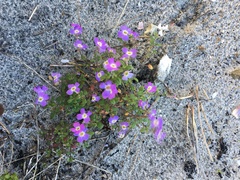 Malcolmia maritima