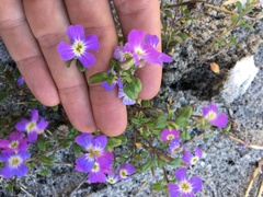 Malcolmia maritima