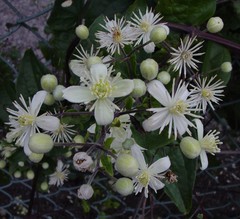 Clematis vitalba