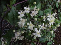 Clematis vitalba