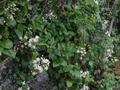 Clematis vitalba
