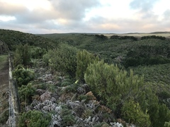 Dracophyllum arboreum