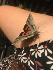 Catocala coccinata