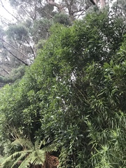 Pseudopanax chathamicus