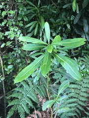 Pseudopanax chathamicus