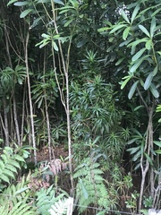 Dracophyllum arboreum