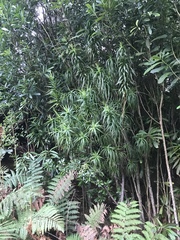 Dracophyllum arboreum