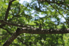 Psilopogon haemacephalus