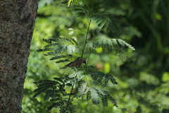 Passer montanus