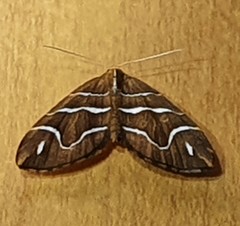 Chaetolopha leucophragma