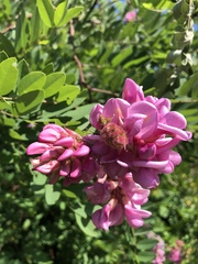 Robinia viscosa