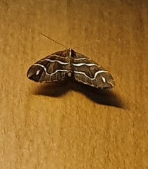 Chaetolopha leucophragma