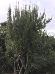 Dracophyllum arboreum