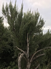Dracophyllum arboreum