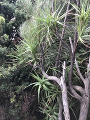 Dracophyllum arboreum